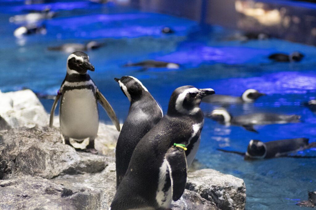 すみだ水族館ペンギンゾーン