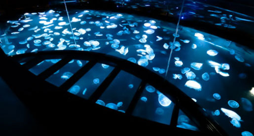 すみだ水族館のビッグシャーレ